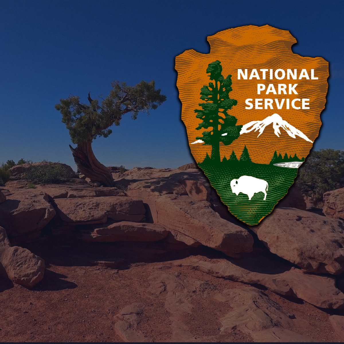 NPS Digital Journey Map case study